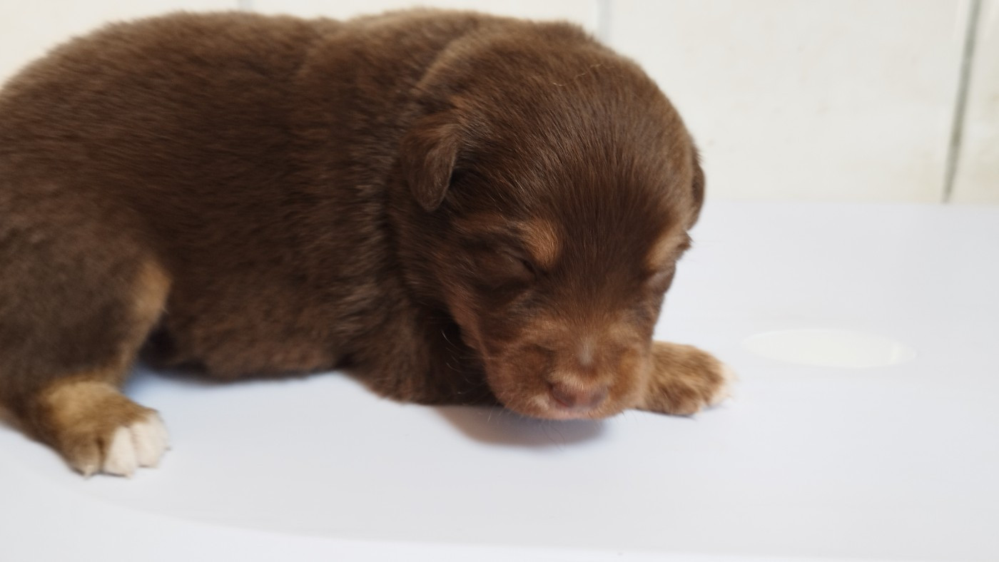Du Rêve De L'Elégance - Chiots disponibles - Berger Australien