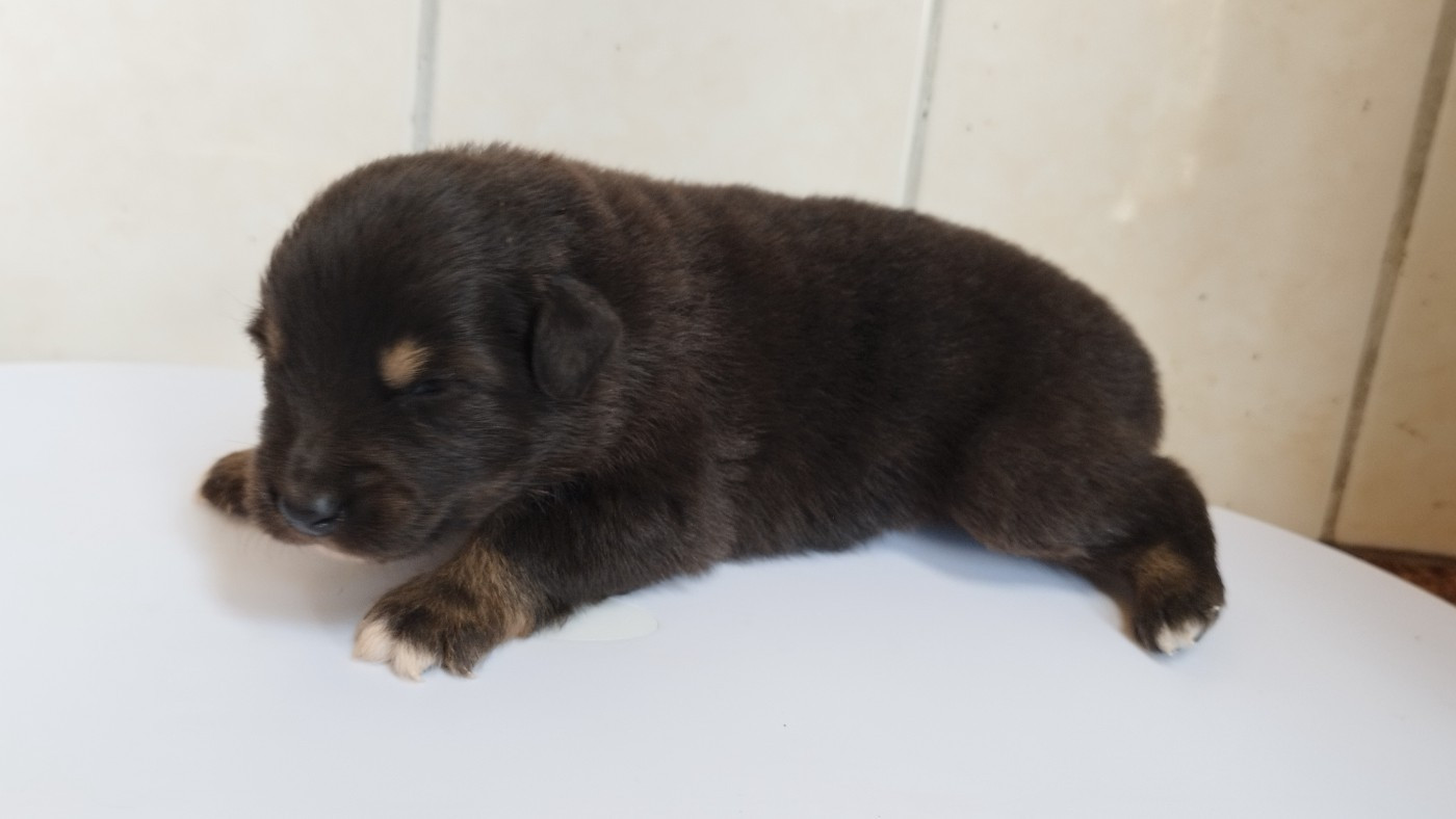 Du Rêve De L'Elégance - Chiots disponibles - Berger Australien
