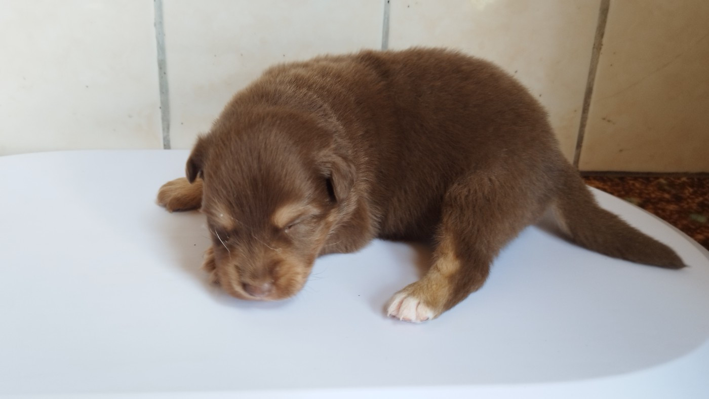 Du Rêve De L'Elégance - Chiots disponibles - Berger Australien