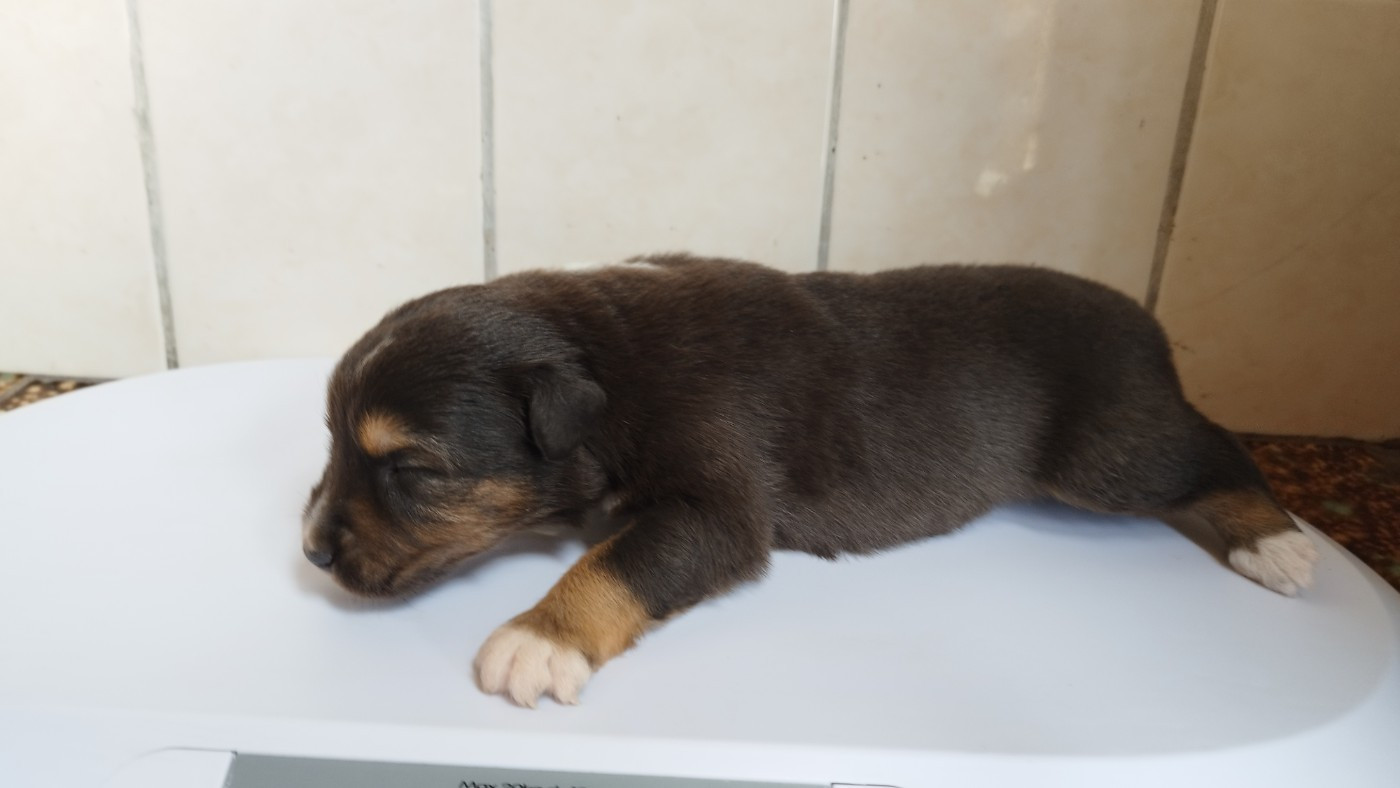 Du Rêve De L'Elégance - Chiots disponibles - Berger Australien