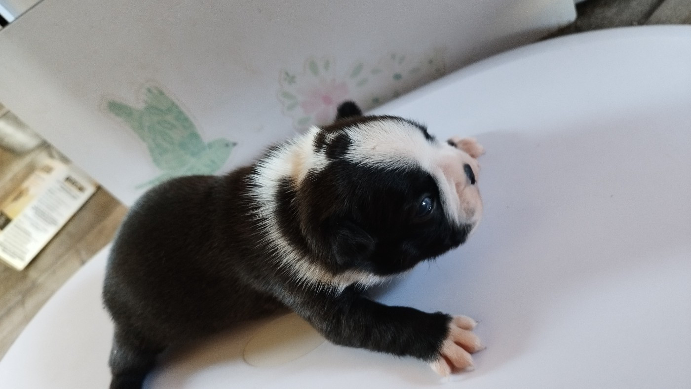 Du Rêve De L'Elégance - Chiots disponibles - Boston Terrier