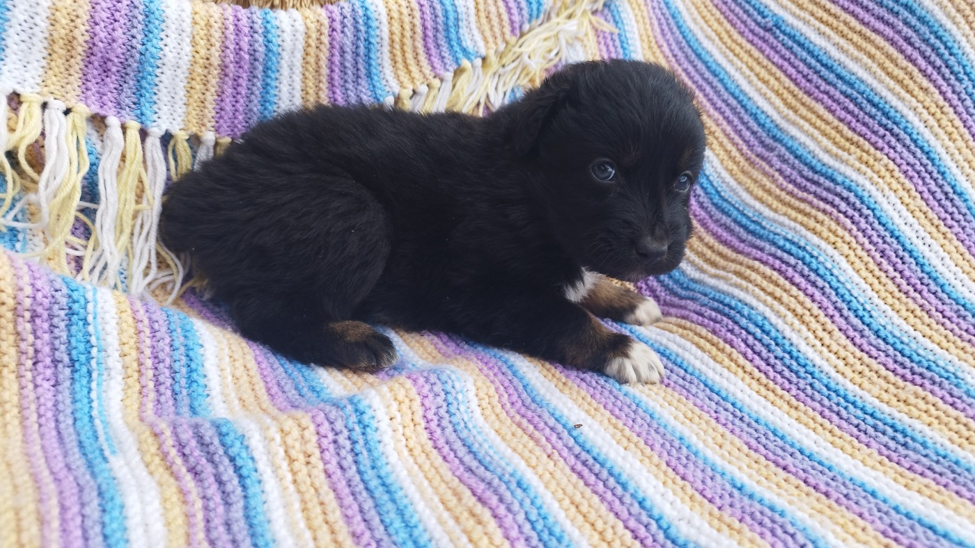 Du Rêve De L'Elégance - Chiots disponibles - Berger Australien