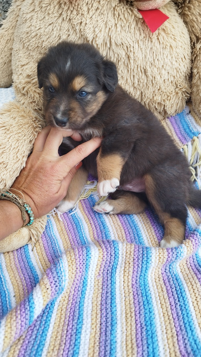 Du Rêve De L'Elégance - Chiots disponibles - Berger Australien