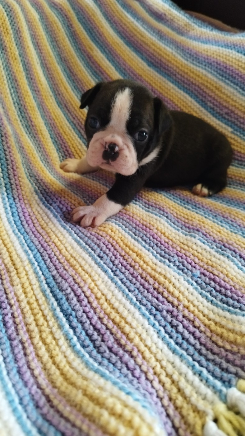 Du Rêve De L'Elégance - Chiots disponibles - Boston Terrier