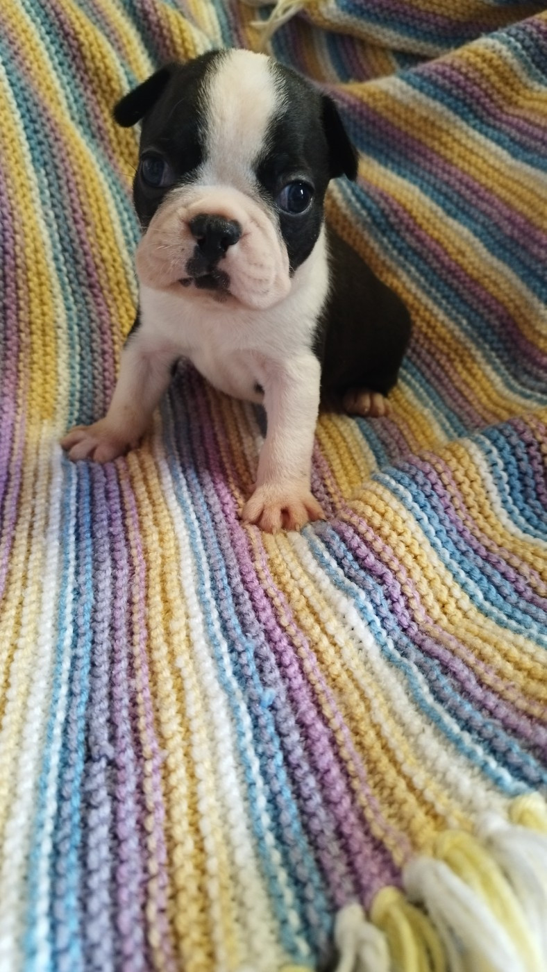 Du Rêve De L'Elégance - Chiots disponibles - Boston Terrier