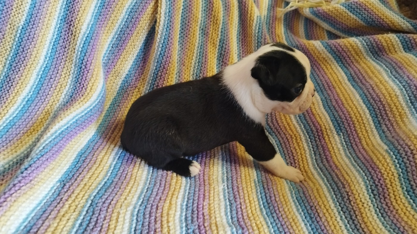 Du Rêve De L'Elégance - Chiots disponibles - Boston Terrier