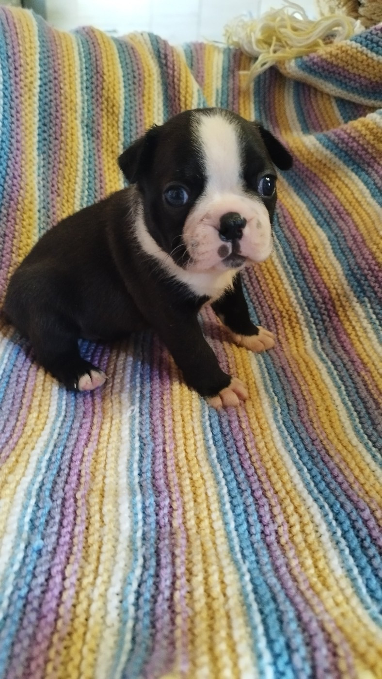 Du Rêve De L'Elégance - Chiots disponibles - Boston Terrier