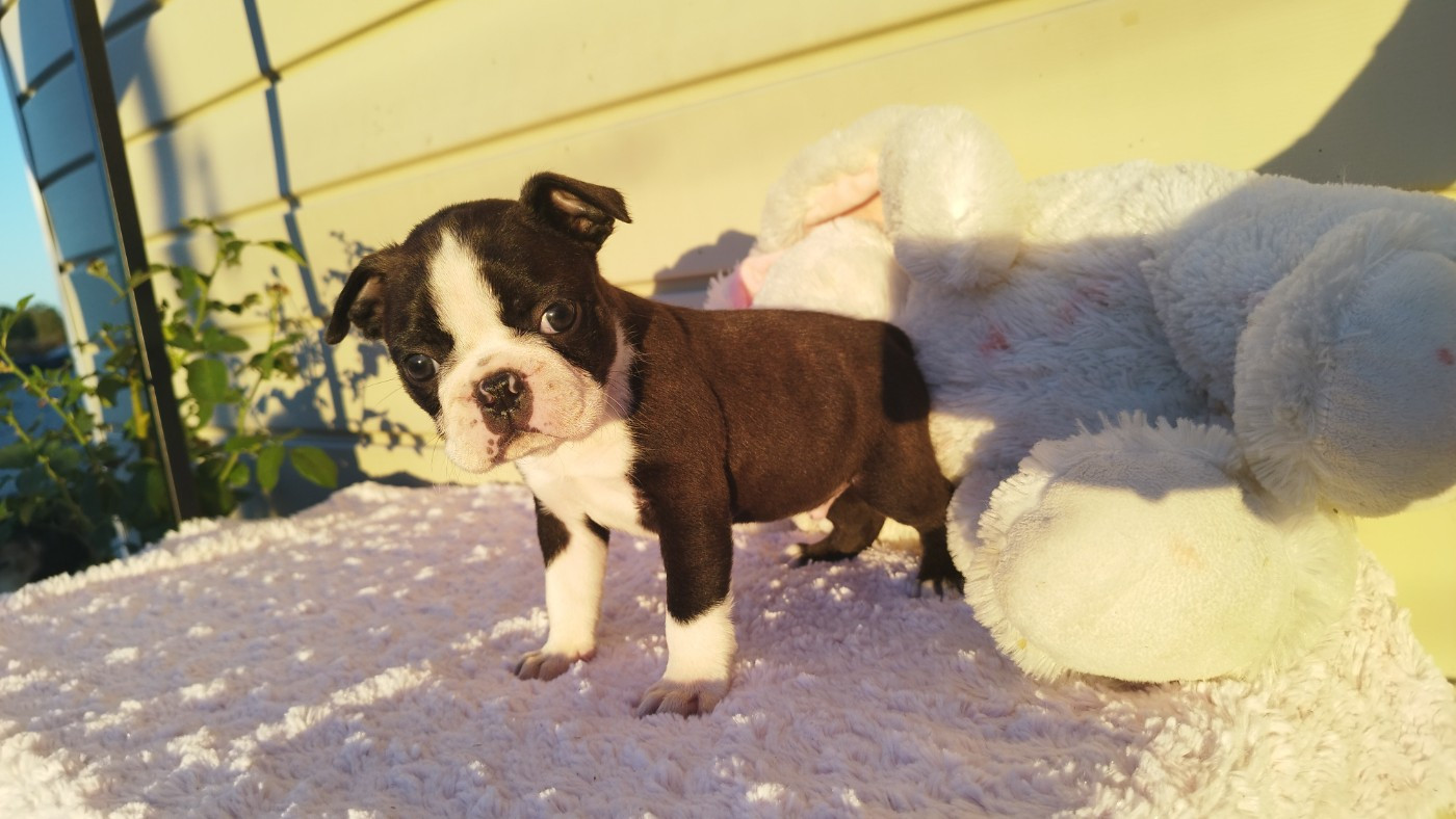Du Rêve De L'Elégance - Chiots disponibles - Boston Terrier