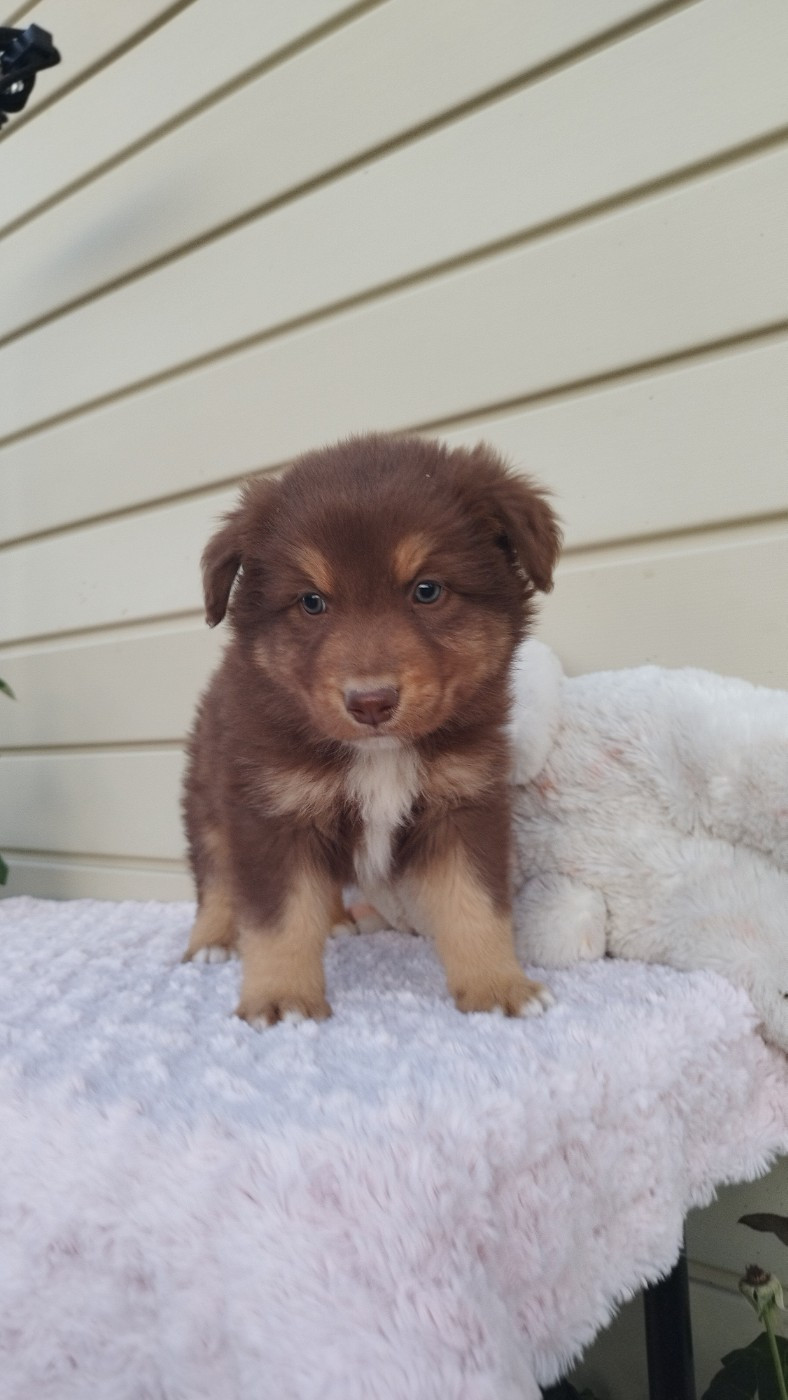 Du Rêve De L'Elégance - Chiots disponibles - Berger Australien