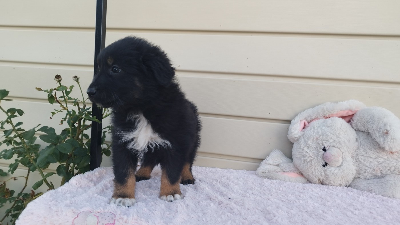 Du Rêve De L'Elégance - Chiots disponibles - Berger Australien