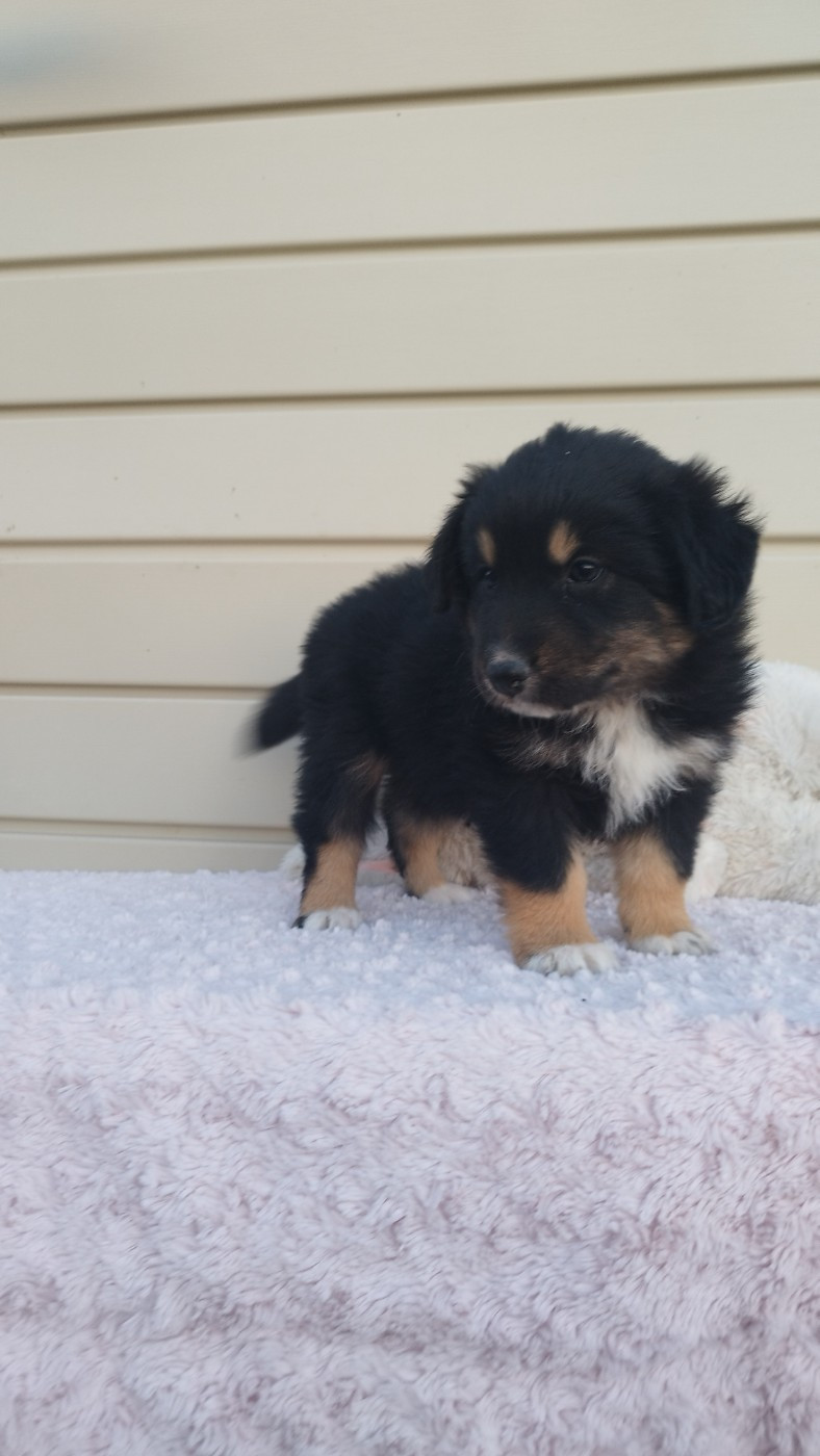 Du Rêve De L'Elégance - Chiots disponibles - Berger Australien