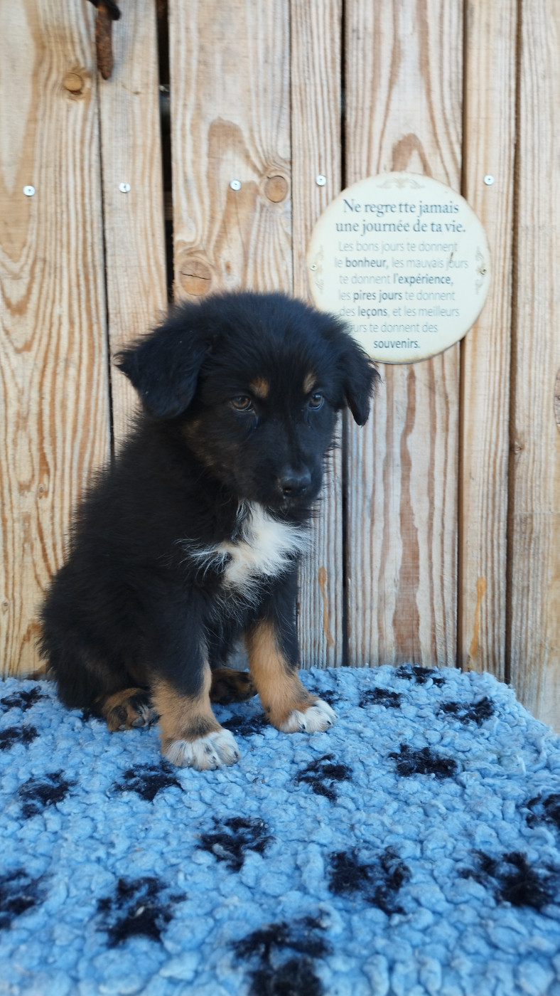 Du Rêve De L'Elégance - Chiots disponibles - Berger Australien