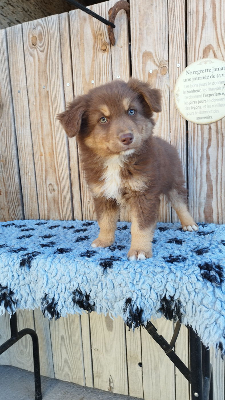 Du Rêve De L'Elégance - Chiots disponibles - Berger Australien