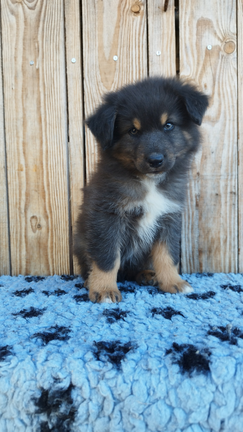 Du Rêve De L'Elégance - Chiots disponibles - Berger Australien