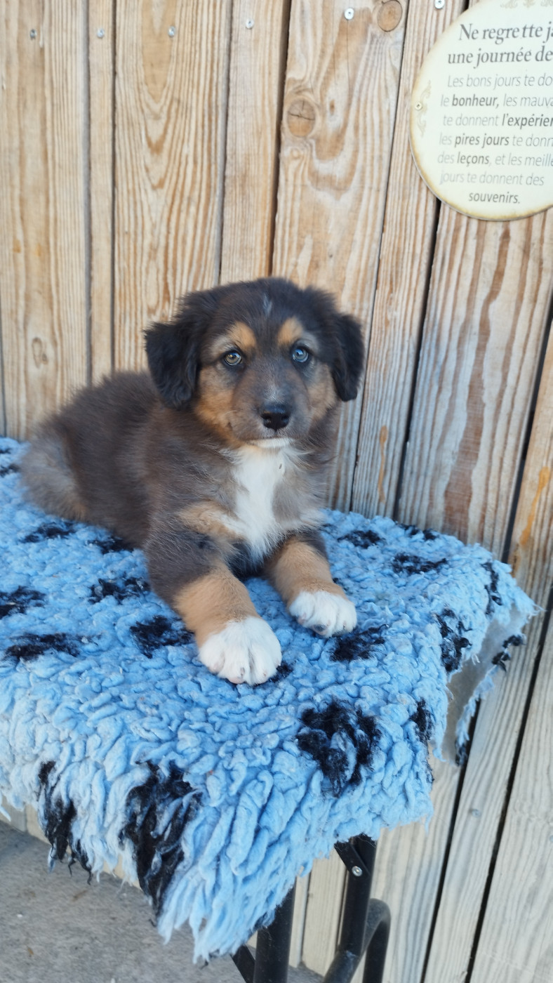 Du Rêve De L'Elégance - Chiots disponibles - Berger Australien