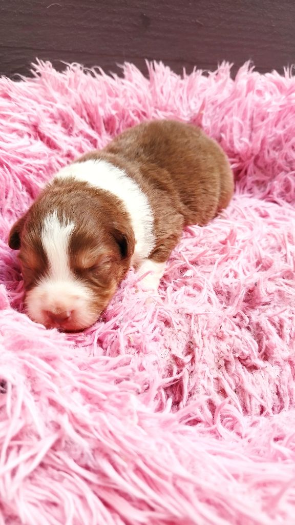Du Rêve De L'Elégance - Chiots disponibles - Berger Australien