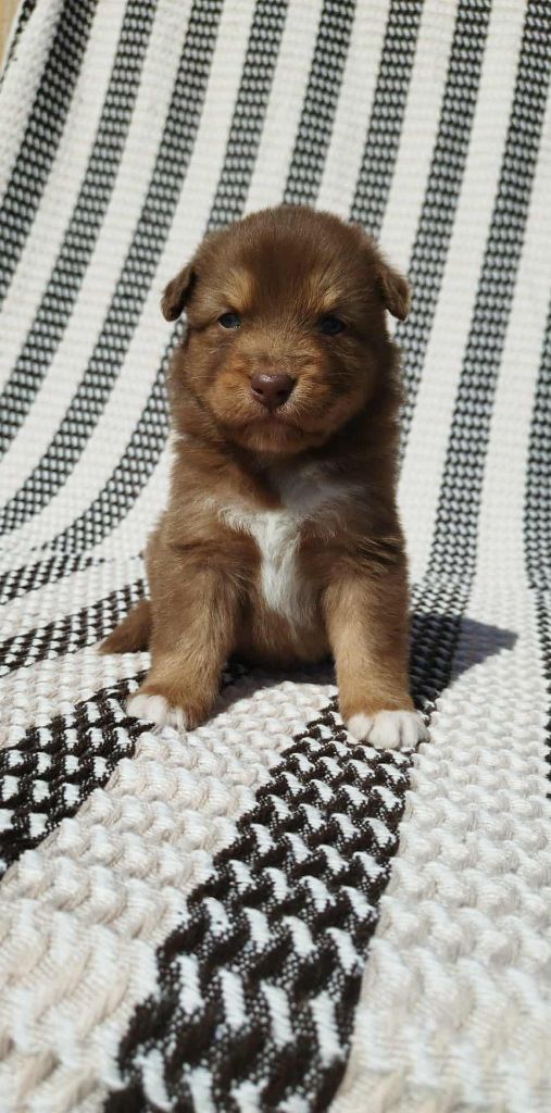 Du Rêve De L'Elégance - Chiots disponibles - Berger Australien