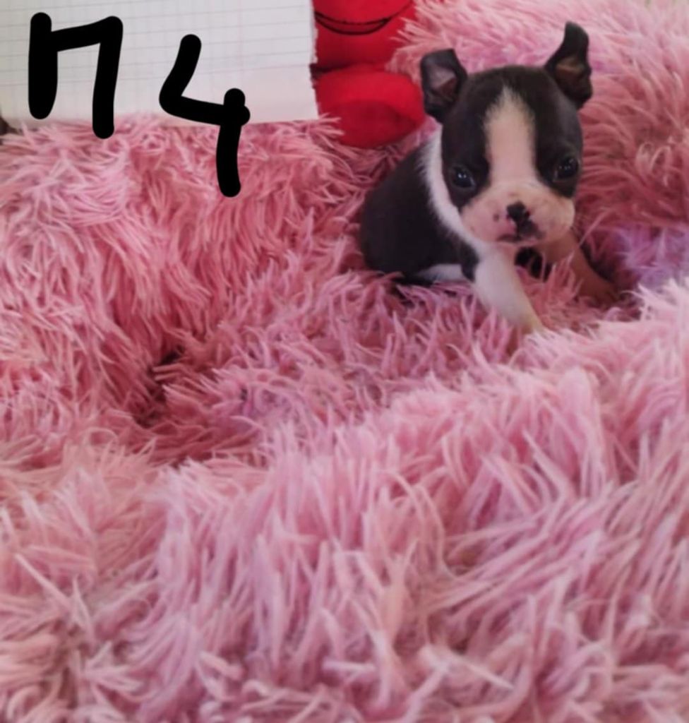 Du Rêve De L'Elégance - Chiots disponibles - Boston Terrier