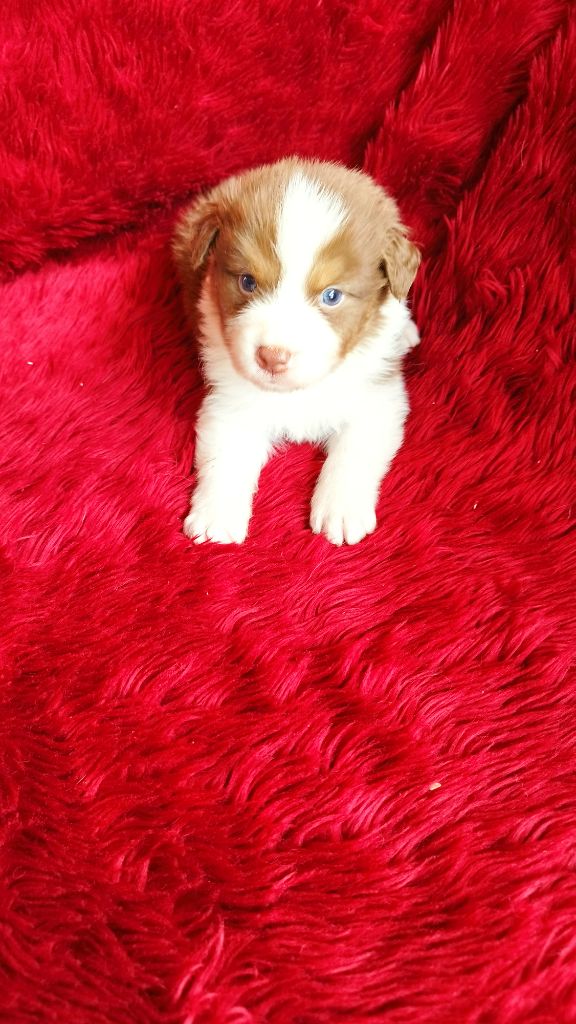 Du Rêve De L'Elégance - Chiots disponibles - Berger Australien