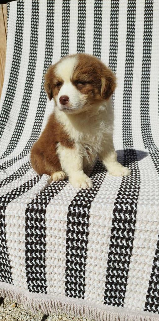 Du Rêve De L'Elégance - Chiots disponibles - Berger Australien