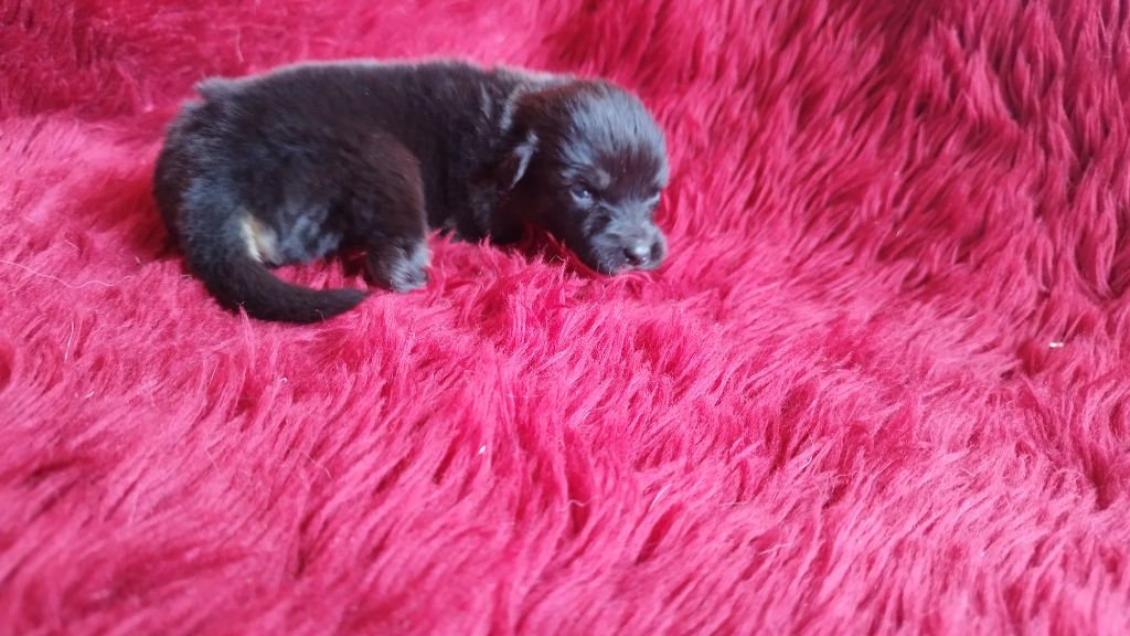 Du Rêve De L'Elégance - Chiots disponibles - Berger Australien