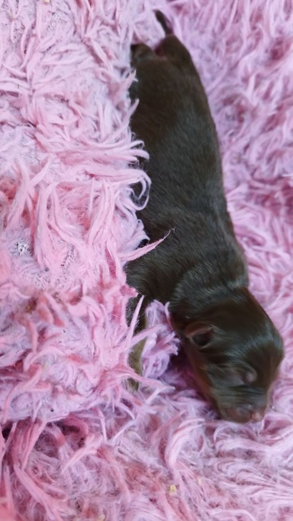 Du Rêve De L'Elégance - Chiots disponibles - Berger Australien