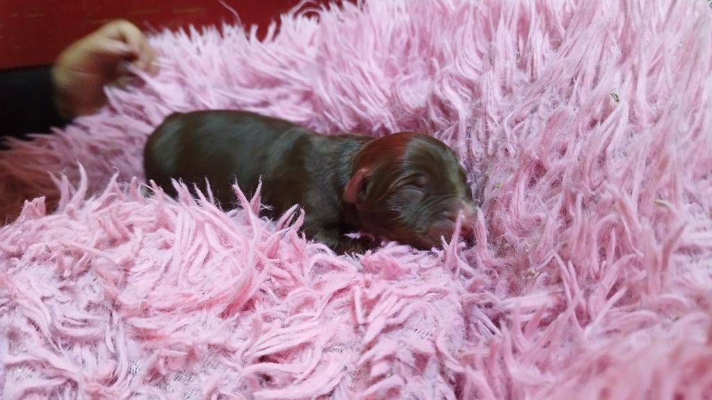 Du Rêve De L'Elégance - Chiots disponibles - Berger Australien