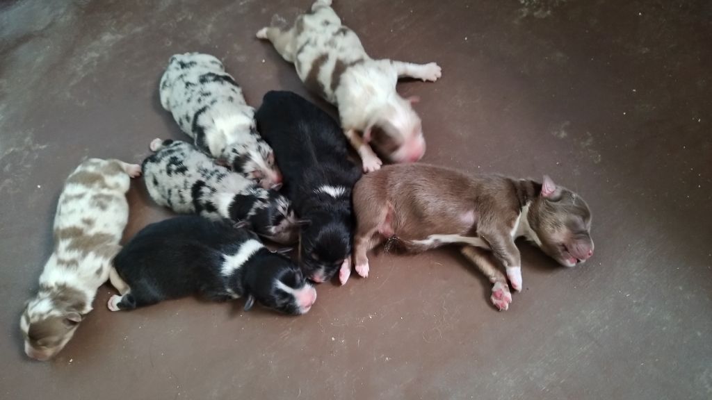 Chiot Berger Australien Du Rêve De L'Elégance