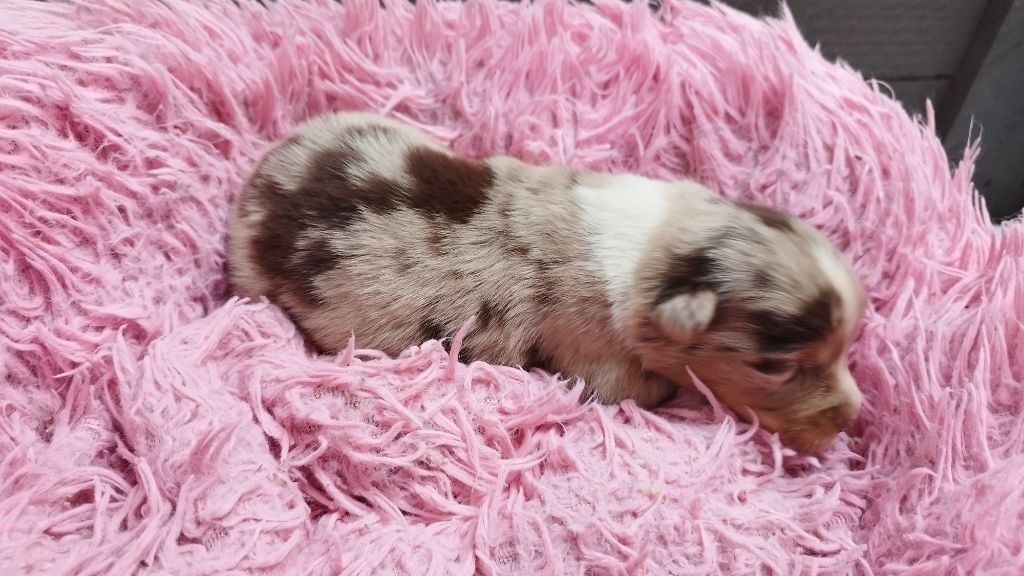 Du Rêve De L'Elégance - Chiots disponibles - Berger Australien