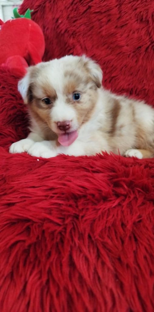 Du Rêve De L'Elégance - Chiots disponibles - Berger Australien