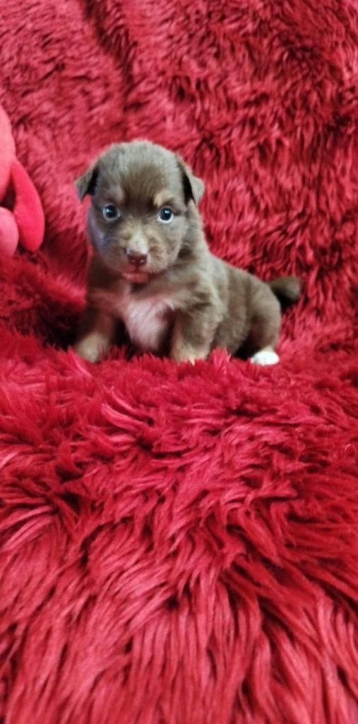Du Rêve De L'Elégance - Chiots disponibles - Berger Australien