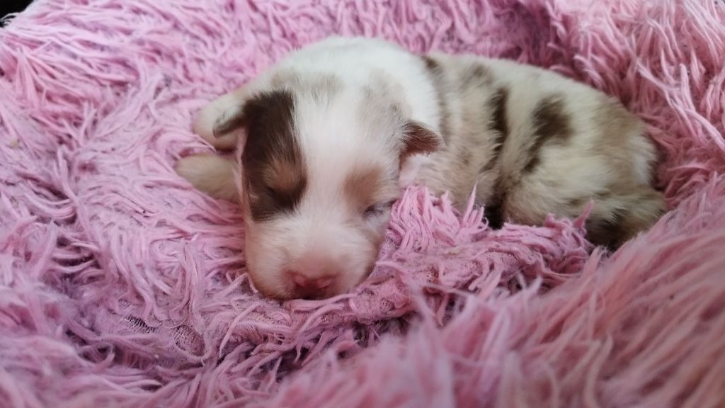 Du Rêve De L'Elégance - Chiots disponibles - Berger Australien
