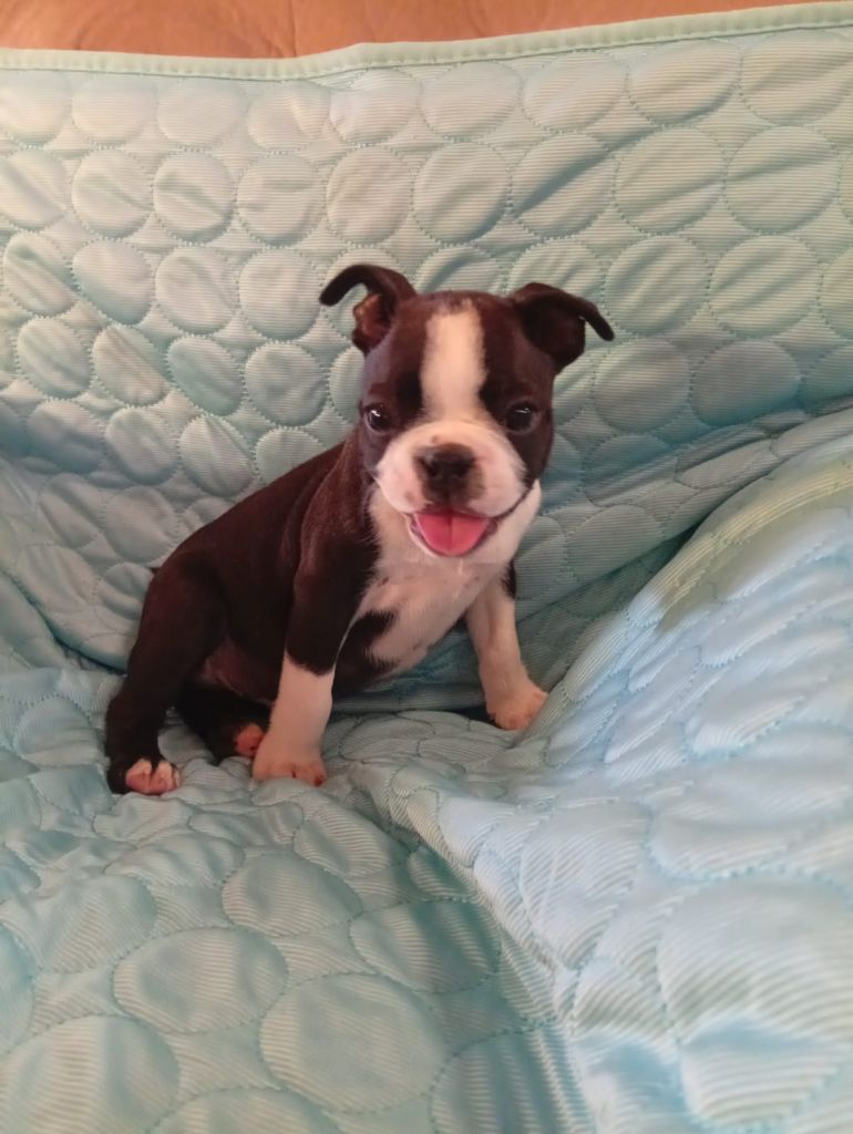 Du Rêve De L'Elégance - Chiots disponibles - Boston Terrier