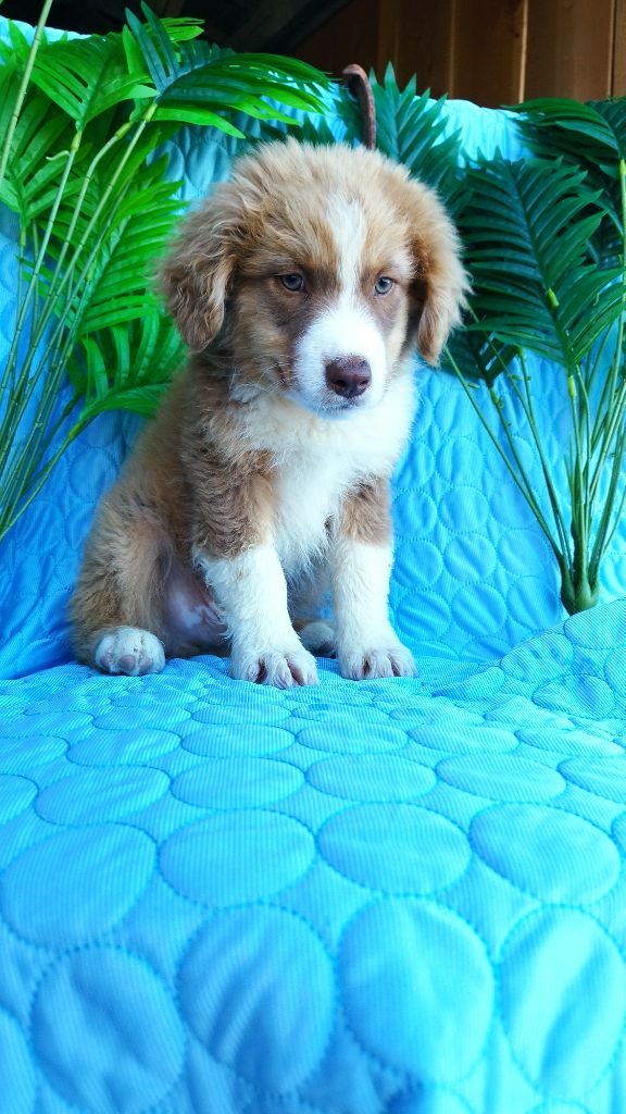 Du Rêve De L'Elégance - Chiots disponibles - Berger Australien