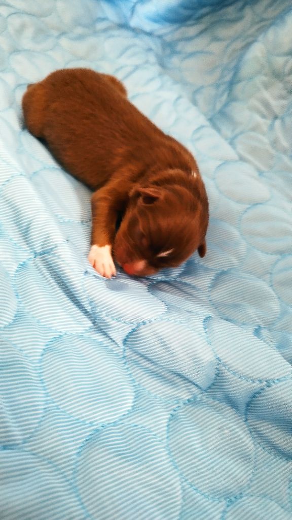 Du Rêve De L'Elégance - Chiots disponibles - Berger Australien