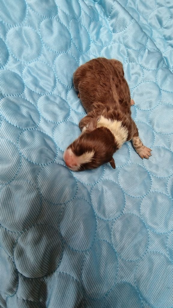 Du Rêve De L'Elégance - Chiots disponibles - Berger Australien