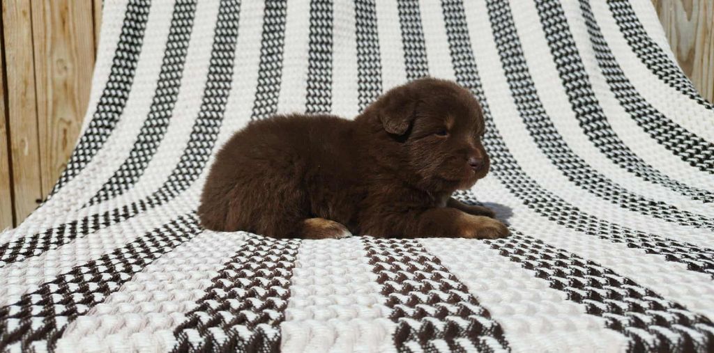 Du Rêve De L'Elégance - Chiots disponibles - Berger Australien