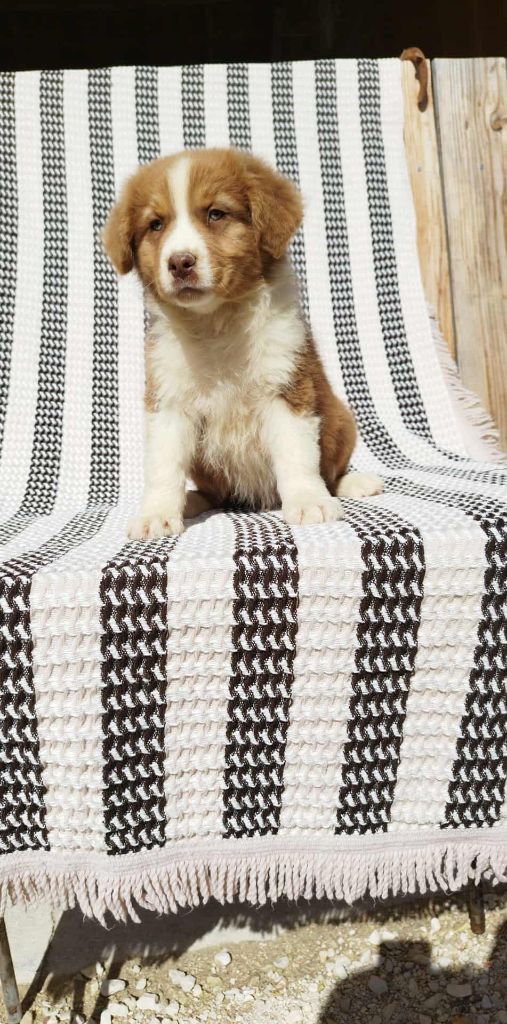 Du Rêve De L'Elégance - Chiots disponibles - Berger Australien