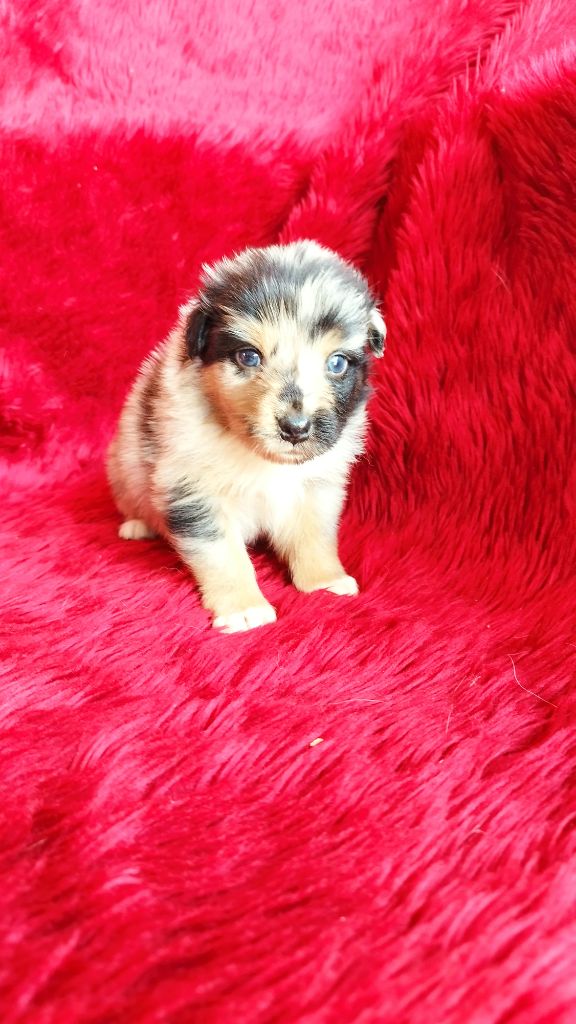 Du Rêve De L'Elégance - Chiots disponibles - Berger Australien