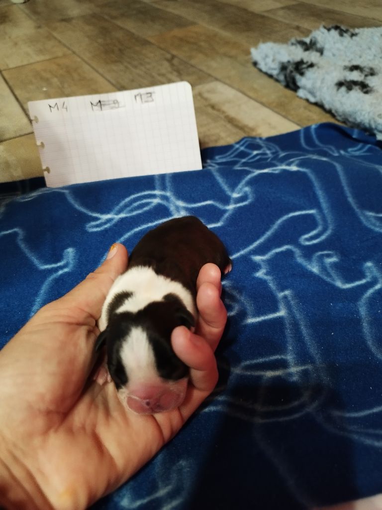 Du Rêve De L'Elégance - Chiots disponibles - Boston Terrier