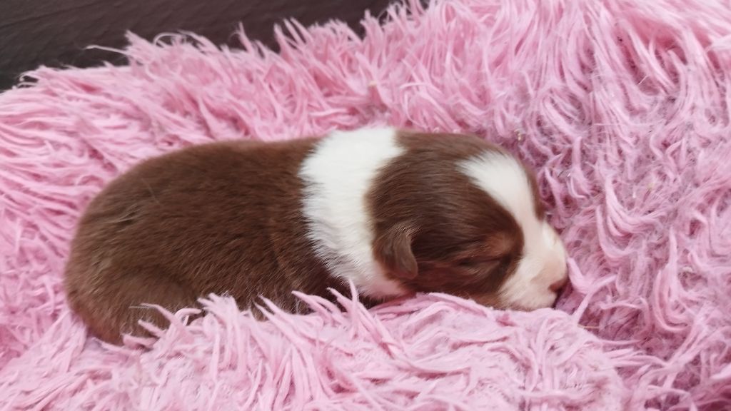 Du Rêve De L'Elégance - Chiots disponibles - Berger Australien