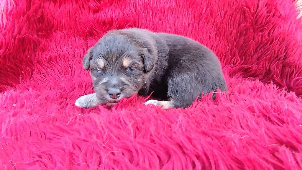 Du Rêve De L'Elégance - Chiots disponibles - Berger Australien