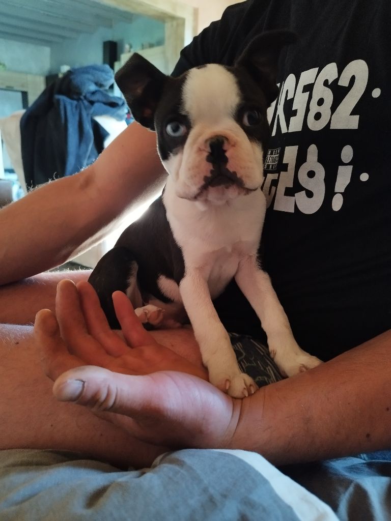 Du Rêve De L'Elégance - Chiots disponibles - Boston Terrier