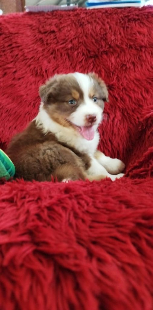 Du Rêve De L'Elégance - Chiots disponibles - Berger Australien