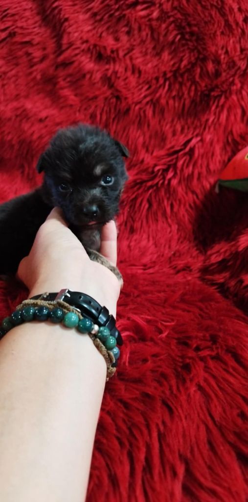 Du Rêve De L'Elégance - Chiots disponibles - Berger Australien
