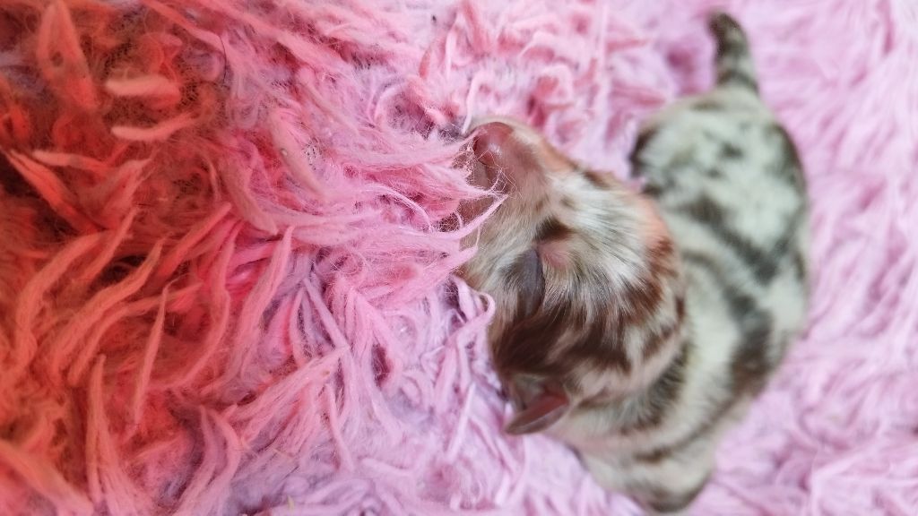 Chiot Berger Australien Du Rêve De L'Elégance