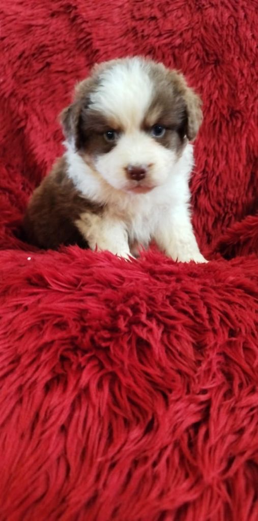 Du Rêve De L'Elégance - Chiots disponibles - Berger Australien