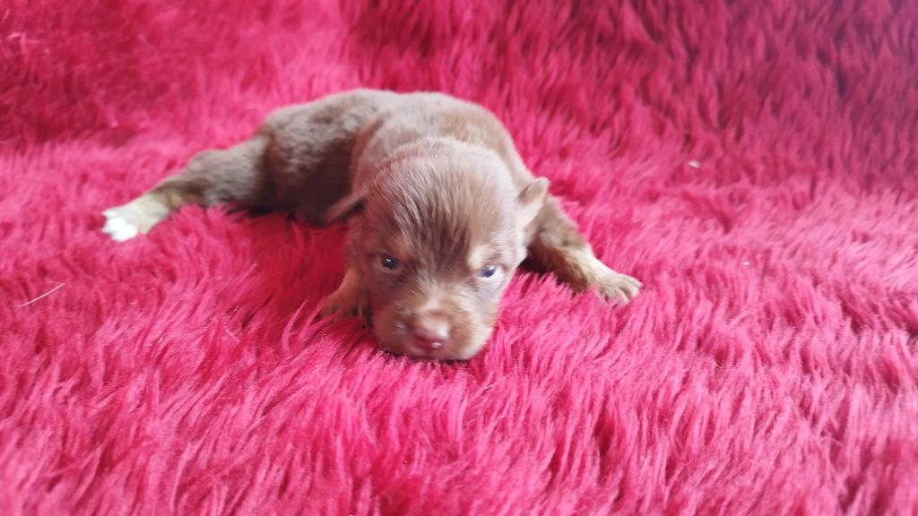 Du Rêve De L'Elégance - Chiots disponibles - Berger Australien