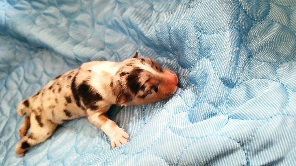 Du Rêve De L'Elégance - Chiots disponibles - Berger Australien