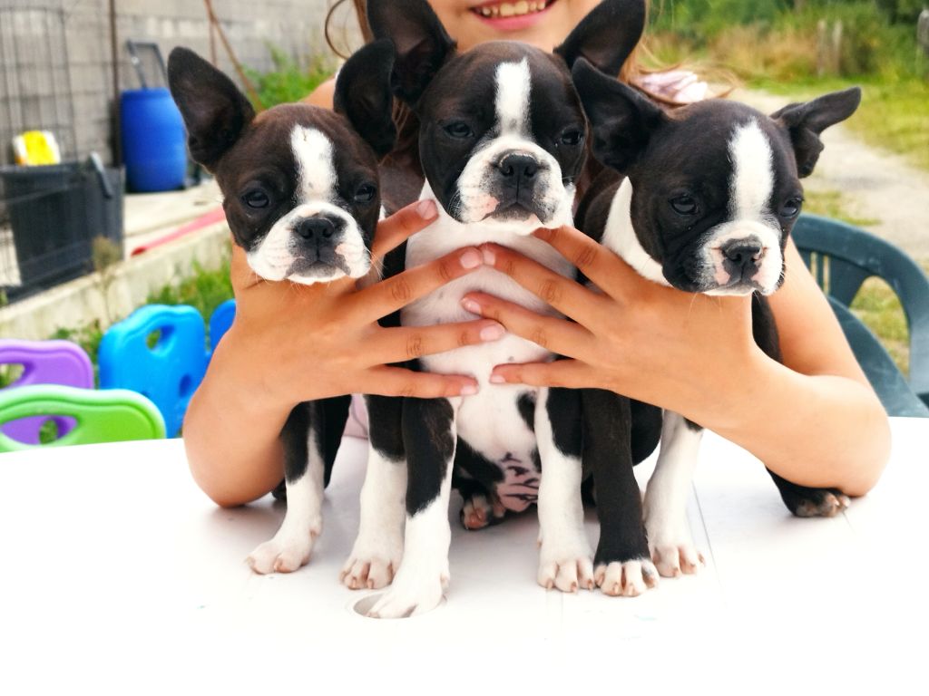 Du Rêve De L'Elégance - Boston Terrier - Portée née le 27/04/2024
